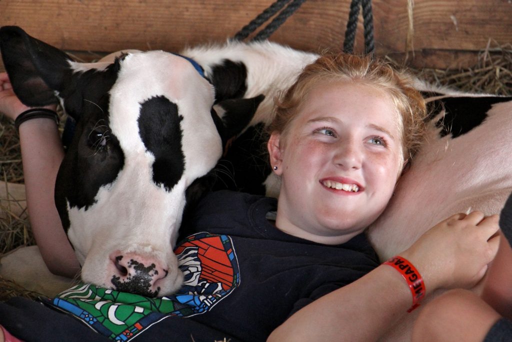 2018 08 16-e lee-isabella paglaiccetti-newtown-middletown grange fair lead Isabella Paglaiccetti, 11, of Feasterville, snuggles with a Holstein calf in the cow barn at the Middletown Grange Fair.