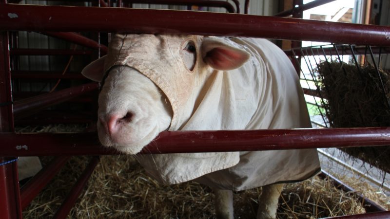 After being carefully groomed and washed, a sheep at the Middletown Grange Fair wears a cover that will preserve its appearance for competition. (Emma Lee/WHYY)