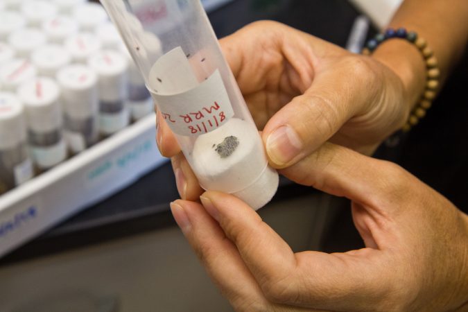 Samurai wasps bred by the entomologist research team at Rutgers University lab in Bridgeton, N.J. (Kimberly Paynter/WHYY)