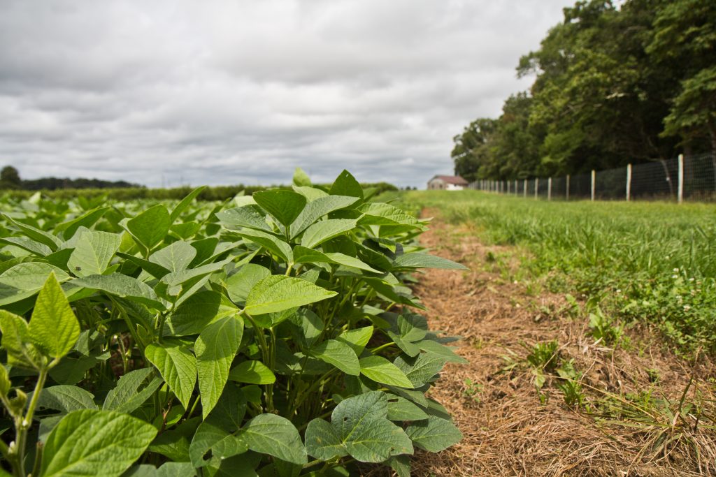 2018 8 27 k paynter stink bugs samauri wasps rutgers-5 Soybeans grow at Rutgers University experimental farm in Bridgeton, New Jersey. Gallup polling finds Americans favor industries connected to food – restaurant, farming, grocery. (Kimberly Paynter/WHYY)