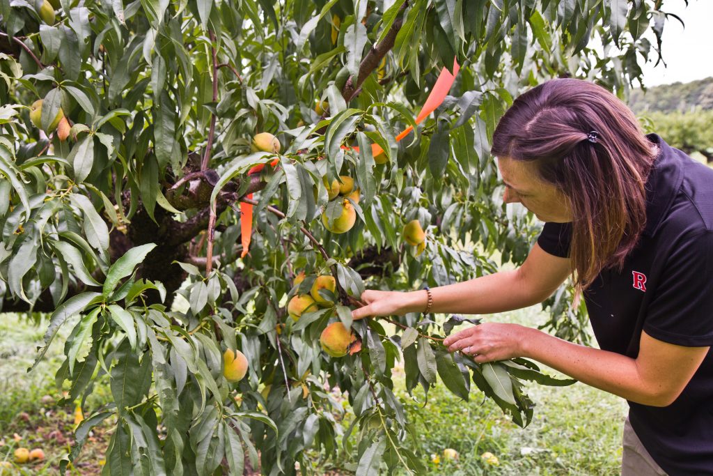 2018 8 27 k paynter stink bugs samauri wasps rutgers-6 Entomologist Anne Nielsen looks for stink bugs on Rutgers University experimental peach orchard in Bridgeton, N.J. (Kimberly Paynter/WHYY)