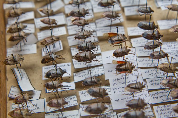 Brown marmorated stink bugs collected by entomologist Anne Nielsen. (Kimberly Paynter/WHYY)