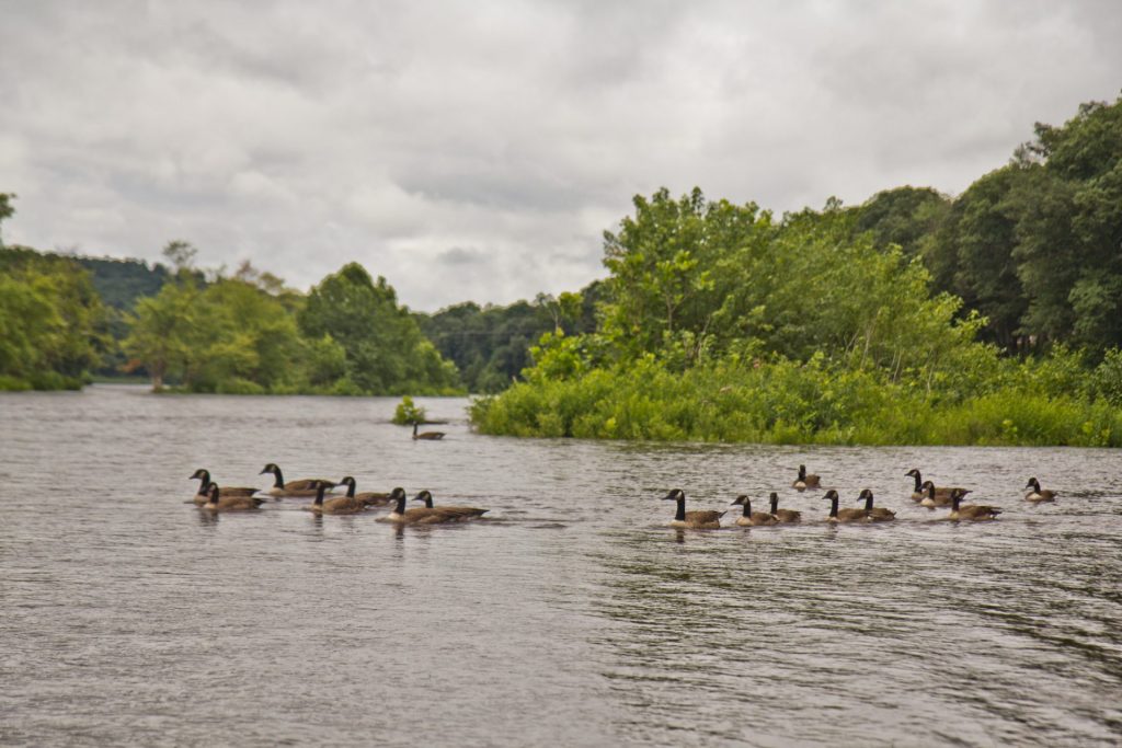 2018-8-7-k-paynter-delaware-river-8-1920×1280 Canadian geese on the upper Delaware River. (Kimberly Paynter / WHYY)