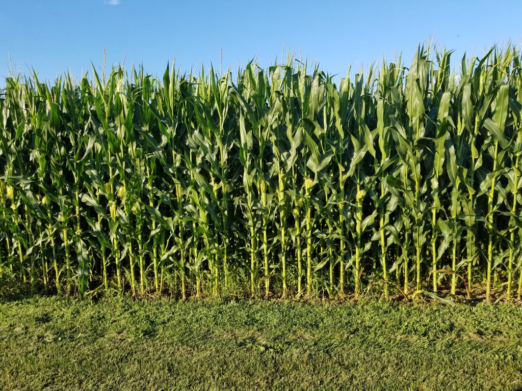 20180717_1936361 A new report out of Penn State University says corn production in the Southeastern part of the state could be especially vulnerable in the coming decades. (Photo provided by Greg Roth/Penn State)
