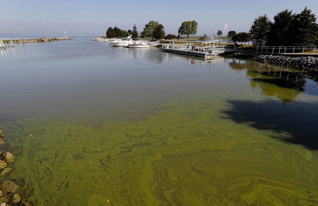 AP_18081704389909-1920×1241 Algae floats in the water at the Maumee Bay State Park marina in Lake Erie in Oregon, Ohio. (Paul Sancya/AP Photo)