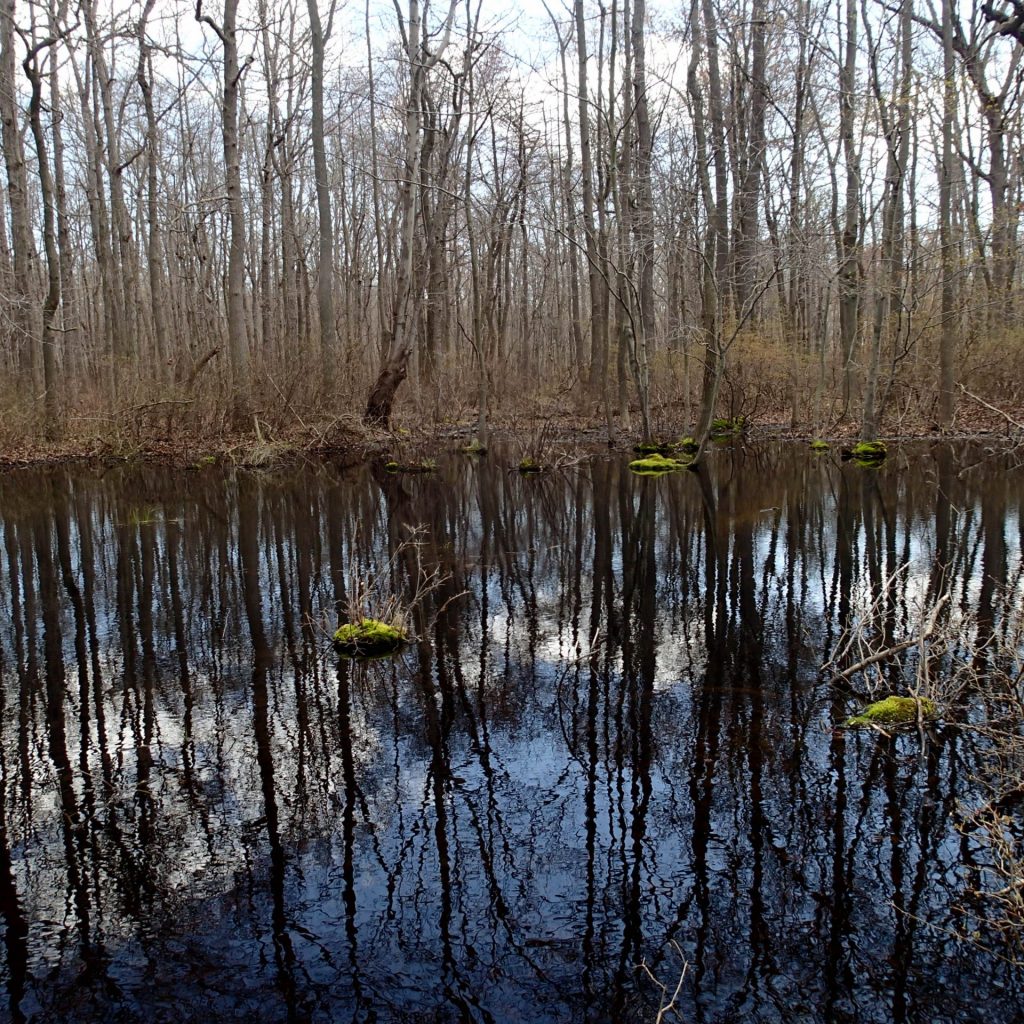 McKay_Spring_4_5_16-16-1920×1920 A photo of a Delmarva bay in spring shows the wetland flooded. In summer and fall this same wetland is dry. This isolated wetland falls under Obama's Waters of the U.S. Rule. (Courtesy of DNREC)