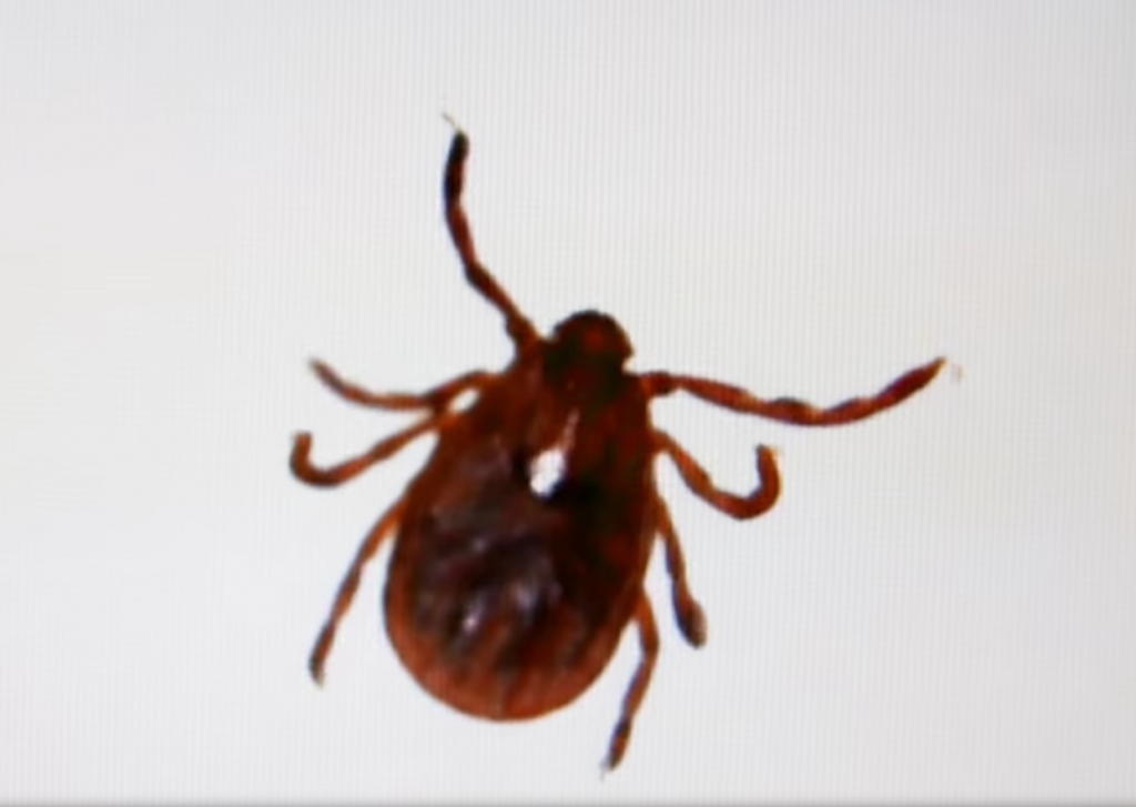 Invasive tick (NJ.com / youtu.be/r5e8_mjxY8Q)