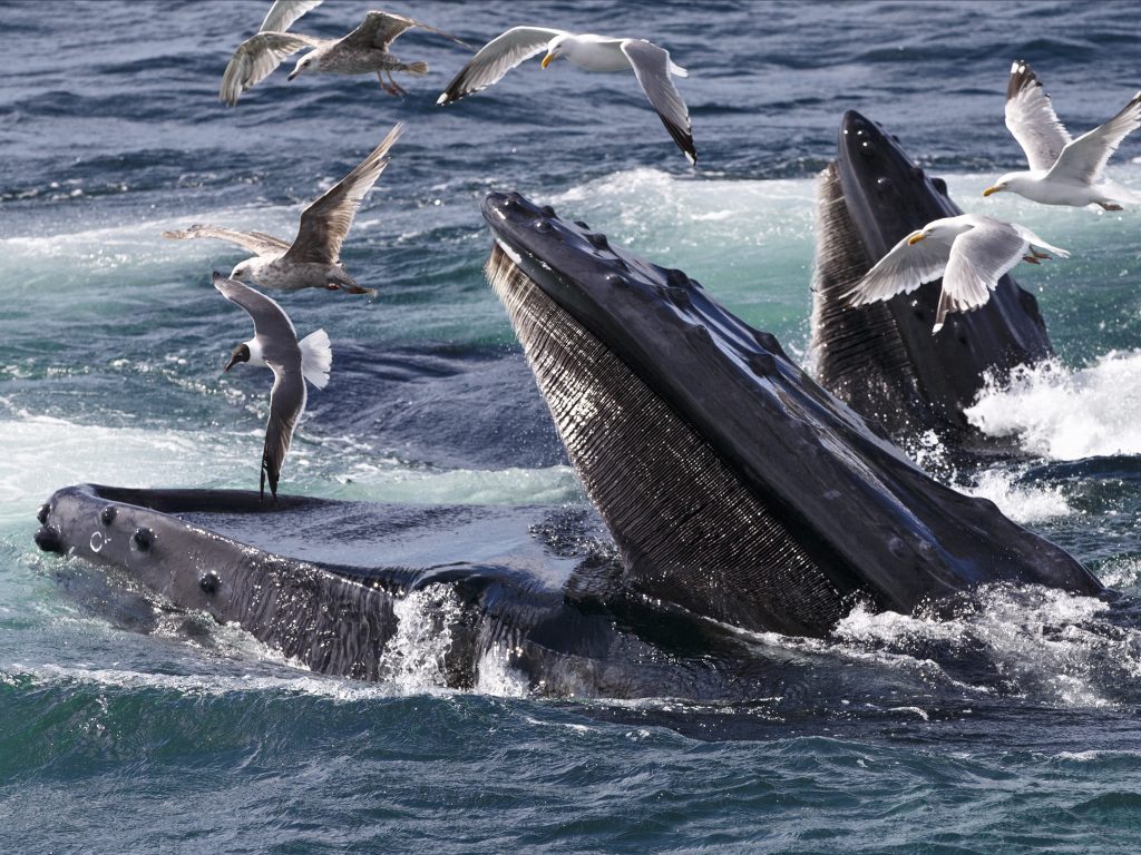 Humpback whales feed at the Stellwagen Bank National Marine Sanctuary near Provincetown, Mass., on July 9, 2014. Humpback whales feed at the Stellwagen Bank National Marine Sanctuary near Provincetown, Mass., on July 9, 2014. (J. Scott Applewhite/AP)