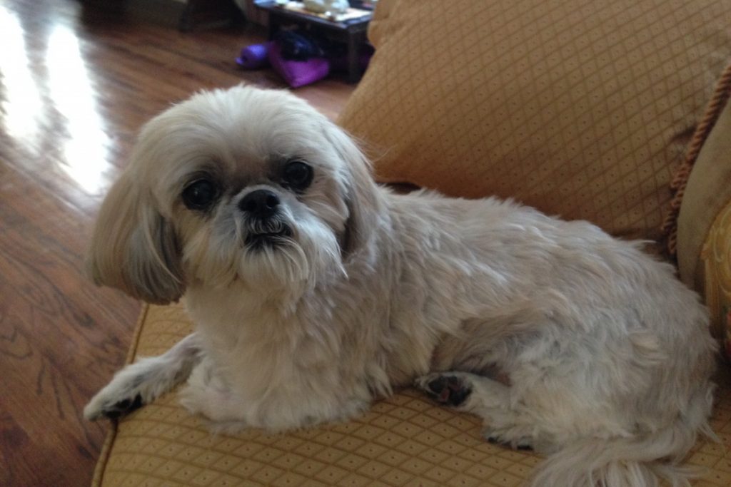cinnamon Dr. Dan Gottlieb's late pet shih tzu, Cinnamon. (Image courtesy of Dr. Dan Gottlieb)