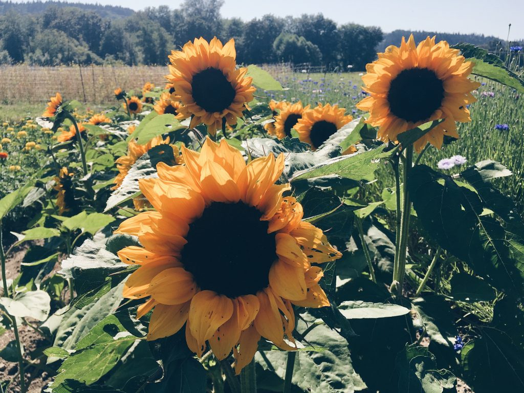 Along the back of this field of sugar snap peas, sunflowers and bachelor buttons at Oxbow Farm & Conservation Center is a buffer of maturing big-leaf maples and red-osier dogwoods. It’s a combination of forest and thicket that the farm has left standing to help protect water quality in the river and aquifer. Along the back of this field of sugar snap peas, sunflowers and bachelor buttons at Oxbow Farm & Conservation Center is a buffer of maturing big-leaf maples and red-osier dogwoods. It's a combination of forest and thicket that the farm has left standing to help protect water quality in the river and aquifer.
(Oxbow Farm & Conservation Center)