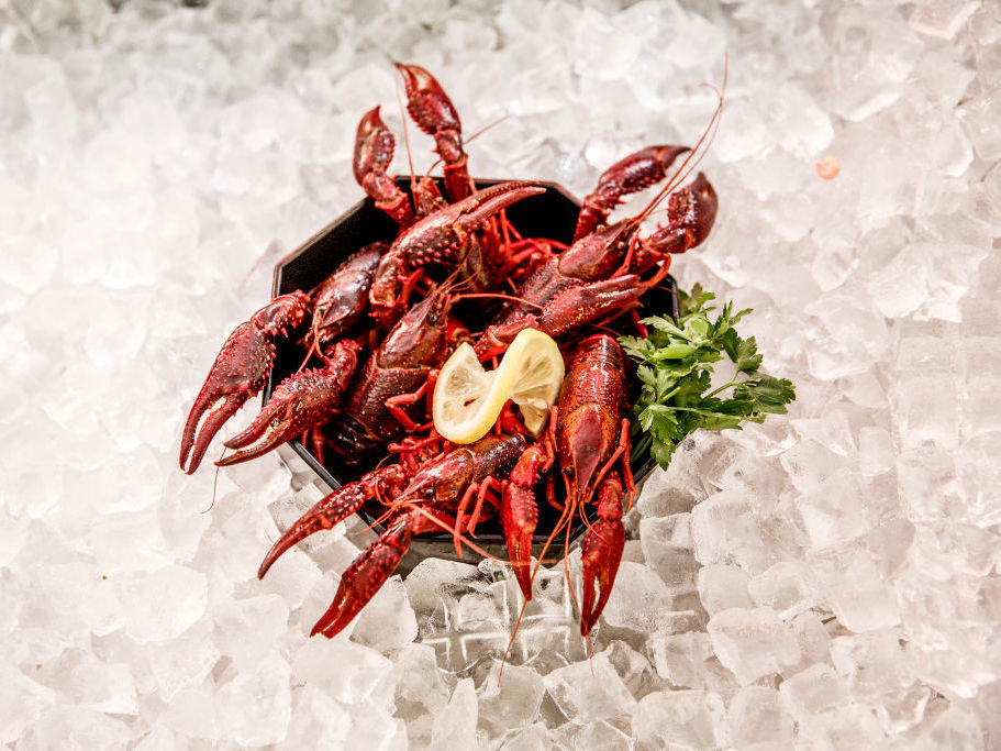 Louisiana crawfish caught in waters in and around Berlin are on display at Fisch Frank fish restaurant in Berlin. They are an invasive species and authorities recently licensed a local fisherman to catch them and sell them to local restaurants. Louisiana crawfish caught in waters in and around Berlin are on display at Fisch Frank fish restaurant in Berlin. They are an invasive species and authorities recently licensed a local fisherman to catch them and sell them to local restaurants. (Carsten Koall/Getty Images)