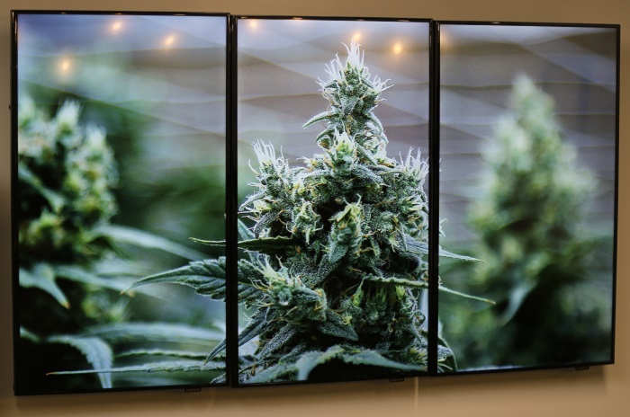 Photographs of marijuana plants are on the wall during an open house and media availability for the opening of CY+ Medical marijuana Dispensary, Thursday, Feb. 1, 2018 in Butler, Pa.(AP Photo/Keith Srakocic)