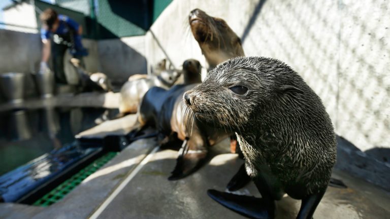 A Guadalupe fur seal, foreground. Rescue crews are seeing a higher than average amount of stranded sea lions. Marine biologists nicknamed a patch of persistent high temperatures in the Pacific Ocean between 2013 and 2016 “the Blob.” During that period, decreased phytoplankton production led to a “lack of food for many species,” from fish to marine mammals. (AP Photo/Gregory Bull)