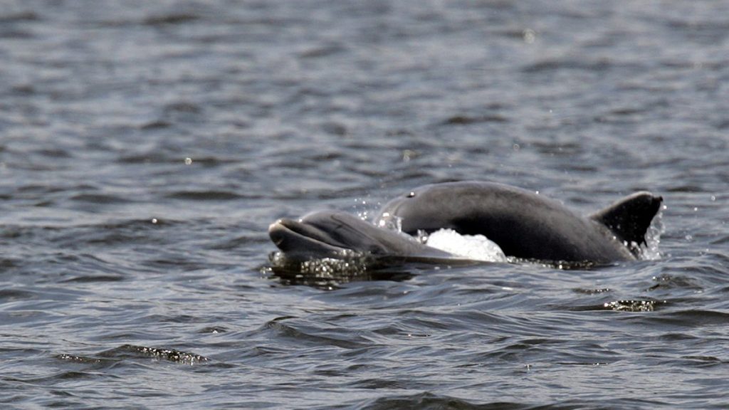 Dolphins swim in the Shrewsbury River Wednesday, July 2, 2008, in Sea Bright, N.J. (AP Photo/Mel Evans)