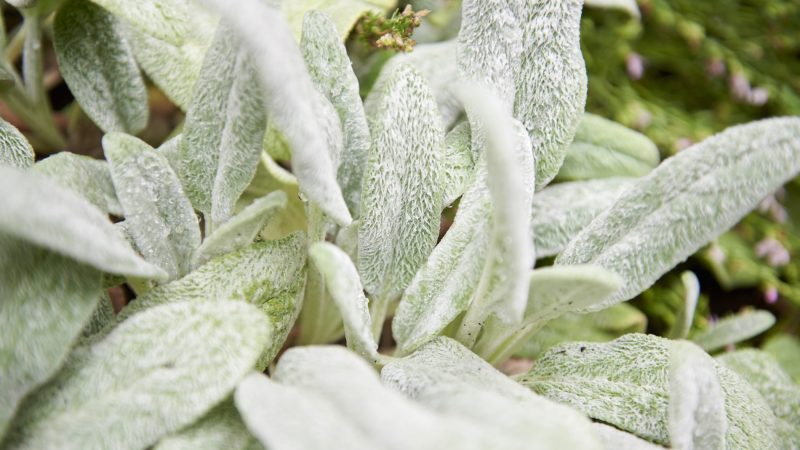 Betony Woolly (Stachys lanata) has been used for centuries as a wound dressing. The plant also has antiseptic and anti-inflammatory properties. (Natalie Piserchio for WHYY)