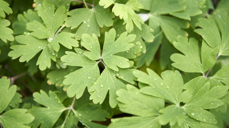 Columbine (Aquilegia canadensis) was said to aid with headaches, diarrhea, and heavy menstruation. (Natalie Piserchio for WHYY)