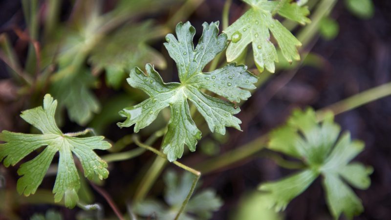 Cranesbille (Geranium maculatum) was considered a treatment for benign prostate hypertrophy and heavy menstruation. (Natalie Piserchio for WHYY)