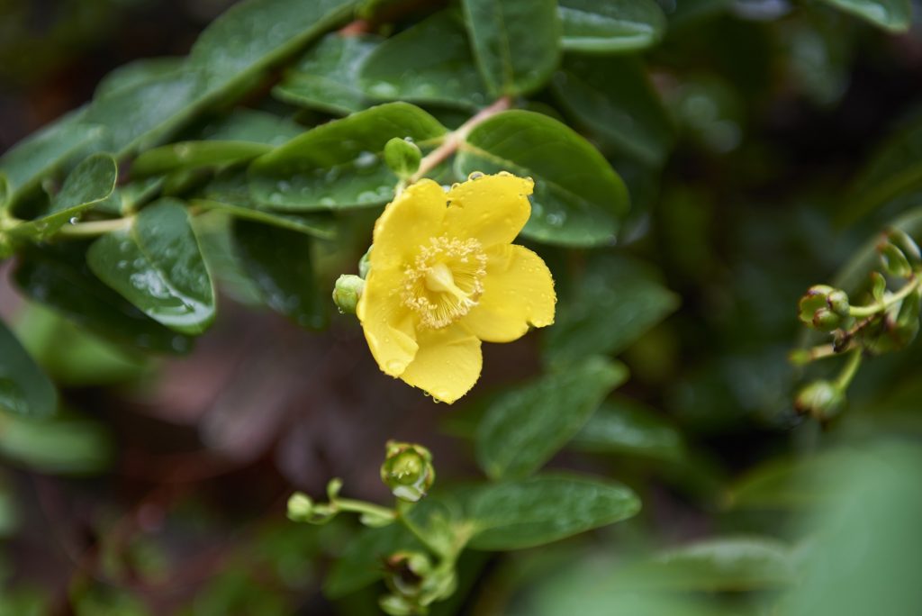 2018 09 06-n piserchio-benjamin rush medicinal plant garden mutter museum philadelphia pa-st johns wort 5 Ornamental St. Johns Wort, found in The Benjamin Rush Medicinal Plant Garden located at The Mütter Museum, was used to treat depression. Early herbalists found it to have a calming affect. (Natalie Piserchio for WHYY)