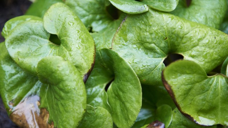 Wild ginger (Asarum canadense) is thought to help with conditions such as asthma, coughs, and digestive spasms. (Natalie Piserchio for WHYY)