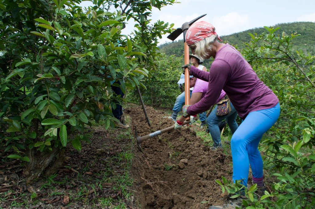 Janets farm 2_small The women farmers of the Circuito Agroecológico Aiboniteño work together to build a swale on a guava orchard. (Paige Pfleger/for WHYY)