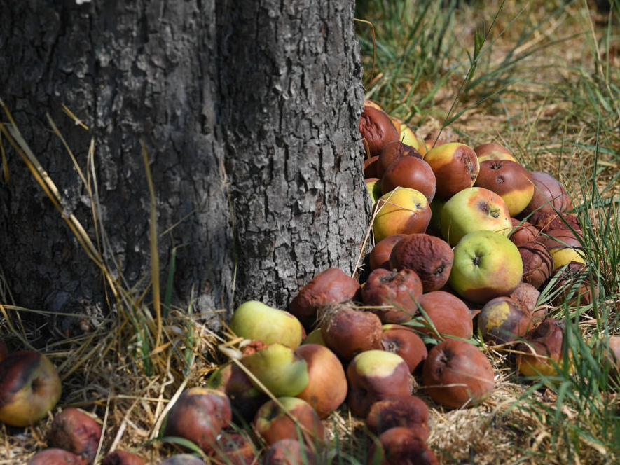 Thanks to ethylene, one bad apple spoils the lot. Thanks to ethylene, one bad apple spoils the lot