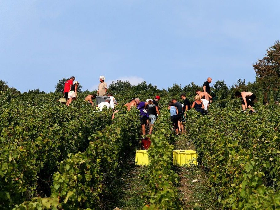 The champagne grape harvest in northeastern France, like this one near Mailly-Champagne, started early this year due to lack of rain. The champagne grape harvest in northeastern France, like this one near Mailly-Champagne, started early this year due to lack of rain.
(Francois Nascimbeni/AFP/Getty Images)