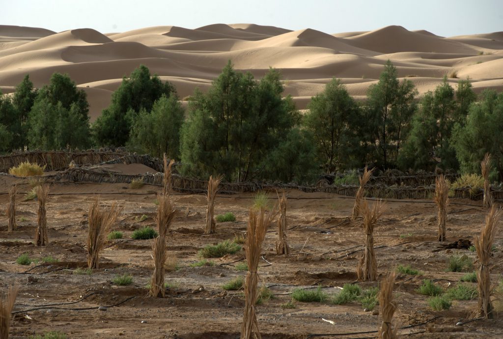 The Sahara desert creeps up on a palm field. The Sahara desert creeps up on a palm field. (Fadel Senna /AFP/Getty Images)