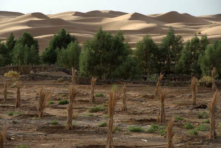 The Sahara desert creeps up on a palm field. (Fadel Senna /AFP/Getty Images)