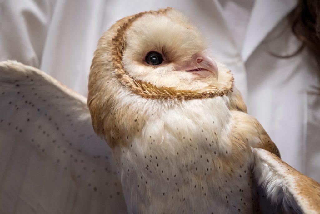 Scientists at Johns Hopkins University are studying barn owls to understand how the brain maintains focus. Scientists at Johns Hopkins University are studying barn owls to understand how the brain maintains focus.
(Meredith Rizzo/NPR)