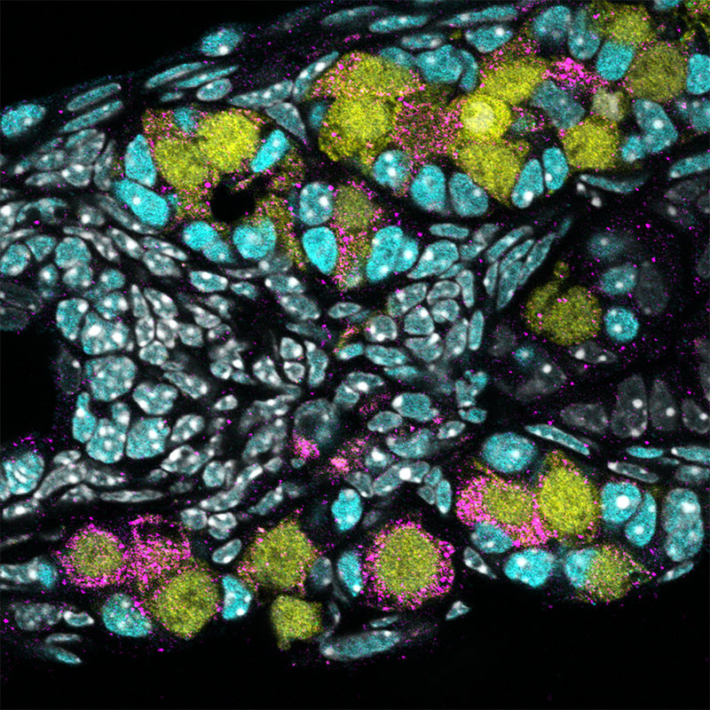 Immature human eggs (pink) were created by Japanese researchers using stem cells that were derived from blood cells. (Saitou Lab)