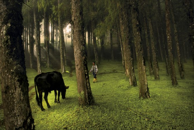A man walks through a forest in Rethung Gonpa village outside of Trashigang,
in east Bhutan, August 2007.