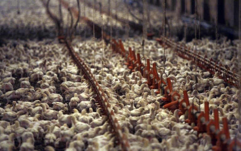 AP_55983811760-768×482 This Dec. 2, 2008, file photo shows a chicken farm just outside the city limits of Pittsburg, Texas. (LM Otero/AP Photo, File)