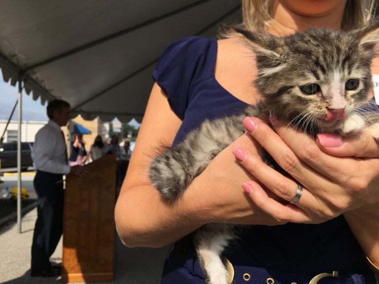 Faithful Friends Animal Society's Shannon O'Neill holds rescue kitten Hawkeye as Delaware Gov. John Carney talks about legislation designed to reduce the feral cat population. (Mark Eichmann/WHYY)