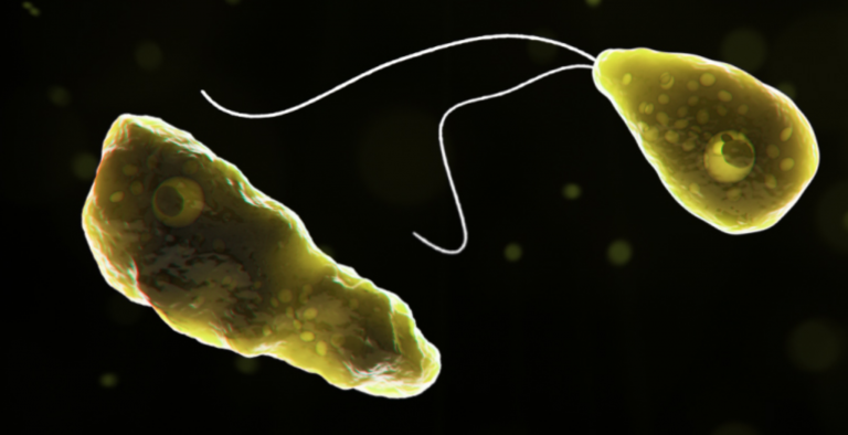Naegleria fowleri. (CDC image)