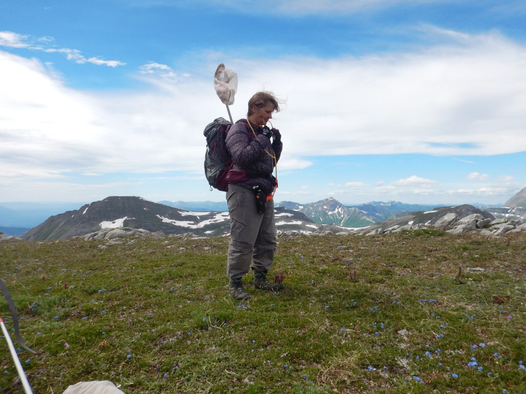 ThePulse-Segal-ClaudiaCopley Claudia Copley begins
her work collecting insects and spiders on Mt. Whitford, British Columbia. Copley manages the entomology collection at the Royal BC Museum in Victoria, British Columbia. (Molly Segal)