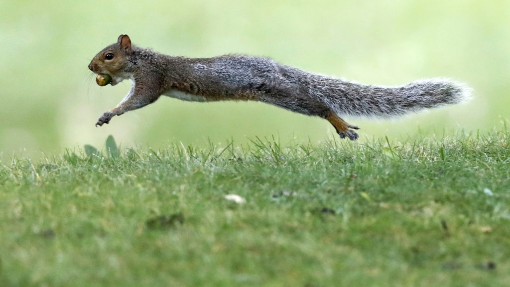 A woman who boarded her Frontier flight with an emotional support squirrel (not this one) was escorted off the plane on Tuesday. A woman who boarded her Frontier flight with an emotional support squirrel (not this one) was escorted off the plane on Tuesday. (Robert F. Bukaty/AP)