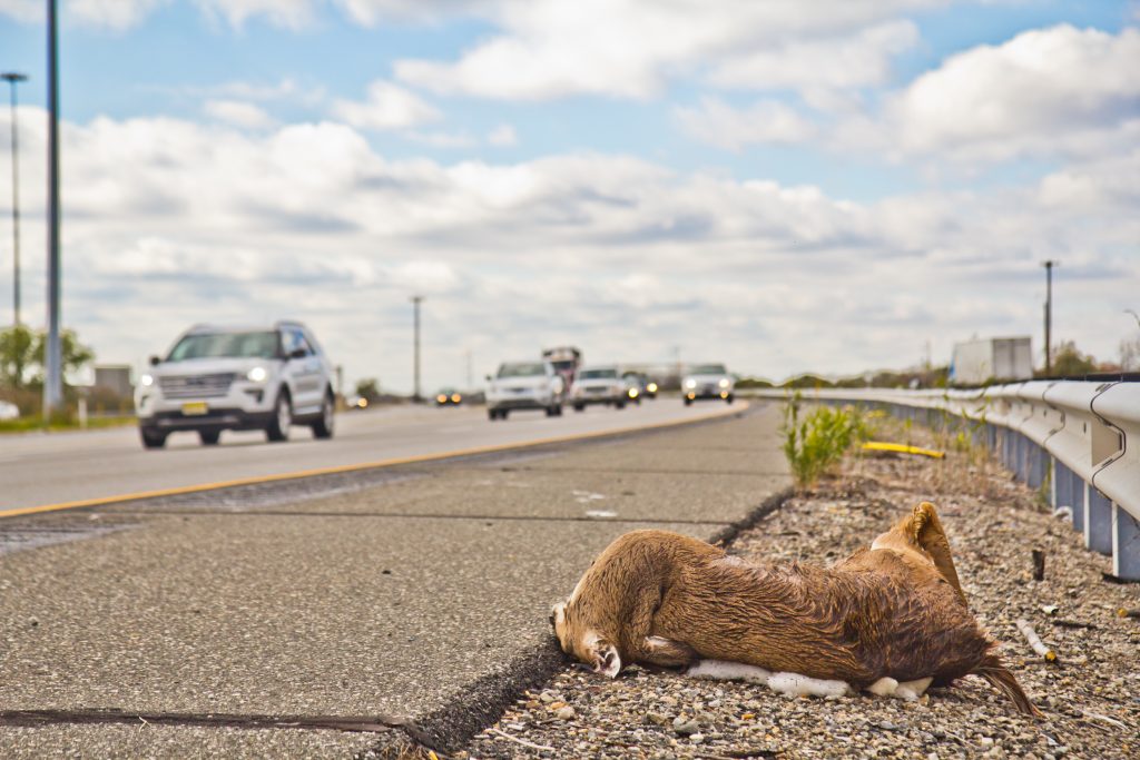 A deer carcass on the side of Interstate 95 in Pa. (Kimberly Paynter/WHYY) A deer carcass on the side of Interstate 95 in Pa. (Kimberly Paynter/WHYY)