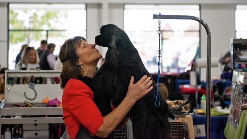 Judy Sarkisian gets a kiss from her grand champion cocker spaniel, Kisian's Royal Gala, at the National Dog Show in Oaks, Pa. (Kriston Jae Bethel for WHYY)