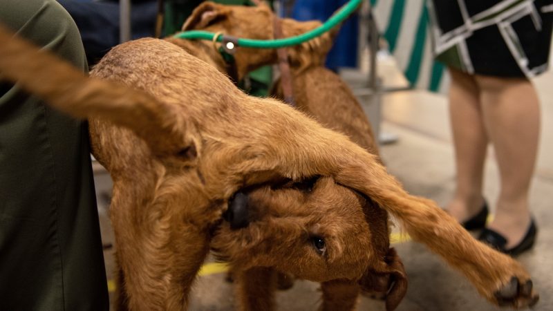 Irish terriers Bailey and Cooper play during the National Dog Show in Oaks, Pa. (Kriston Jae Bethel for WHYY)