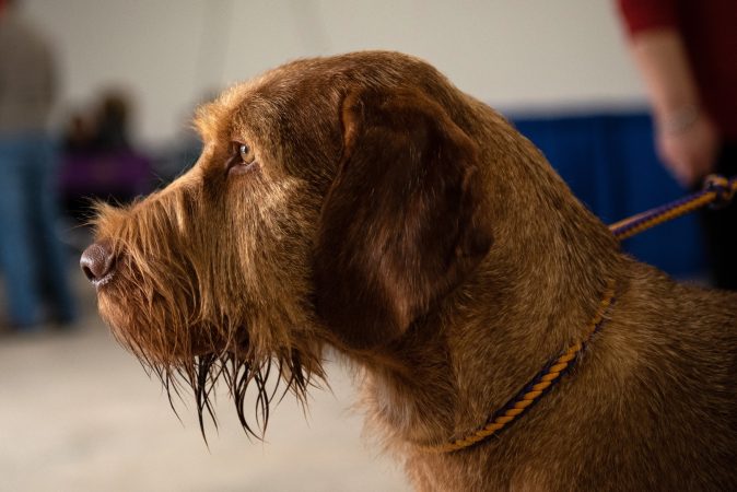 Dante, a 3-year-old wire-haired visla, looks outside during the National Dog Show in Oaks, Pa. (Kriston Jae Bethel for WHYY)