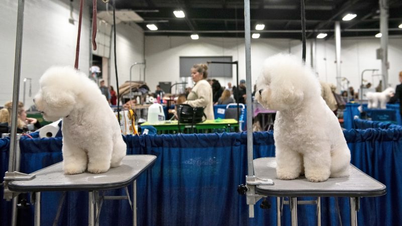 CeCe and Cooper, two bischon frises, have their attention pulled at the National Dog Show in Oaks, Pa. (Kriston Jae Bethel for WHYY)