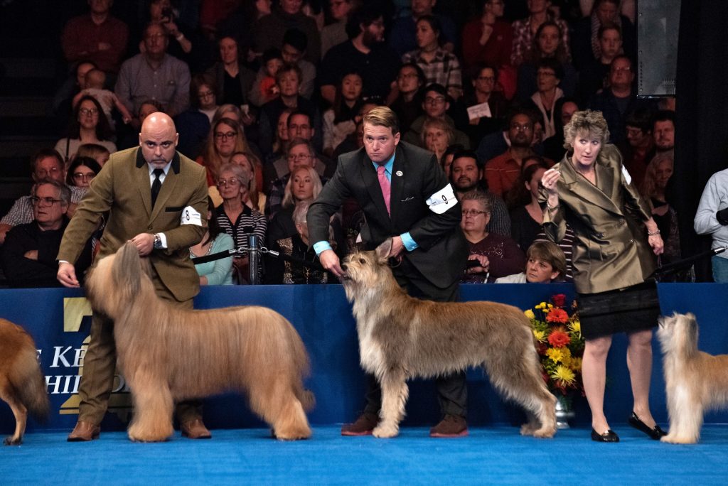 Handlers listen intently during the herding group competition at the National Dog Show in Oaks, Pa.