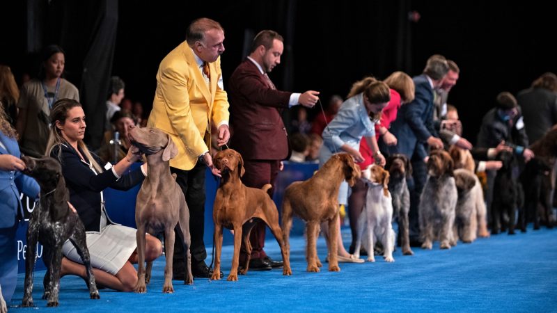 Handlers line up with their dogs before the start of the sporting group competition at the National Dog Show in Oaks, Pa. (Kriston Jae Bethel for WHYY)