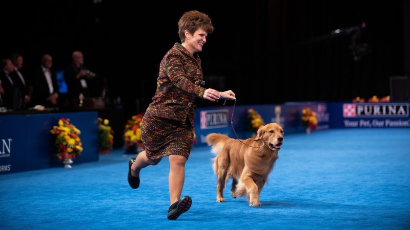 Karen Mammano runs with Daniel, the No. 1 golden retriever in the country, during competition at the National Dog Show in Oaks, Pa. While this was supposed to be a trial year for Daniel, he's already won 10 best in show awards. (Kriston Jae Bethel for WHYY)