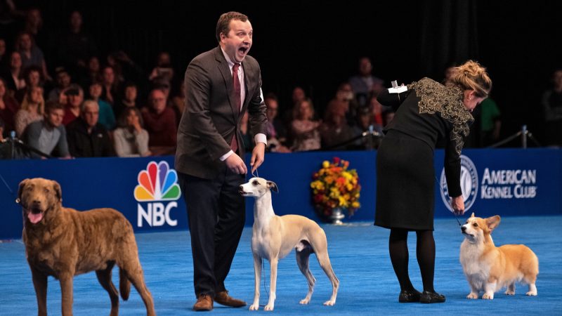 Justin Smithey reacts to the announcement that his 3-year-old whippet, Whiskey, won Best in Show at the National Dog Show in Oaks, Pa. (Kriston Jae Bethel for WHYY)