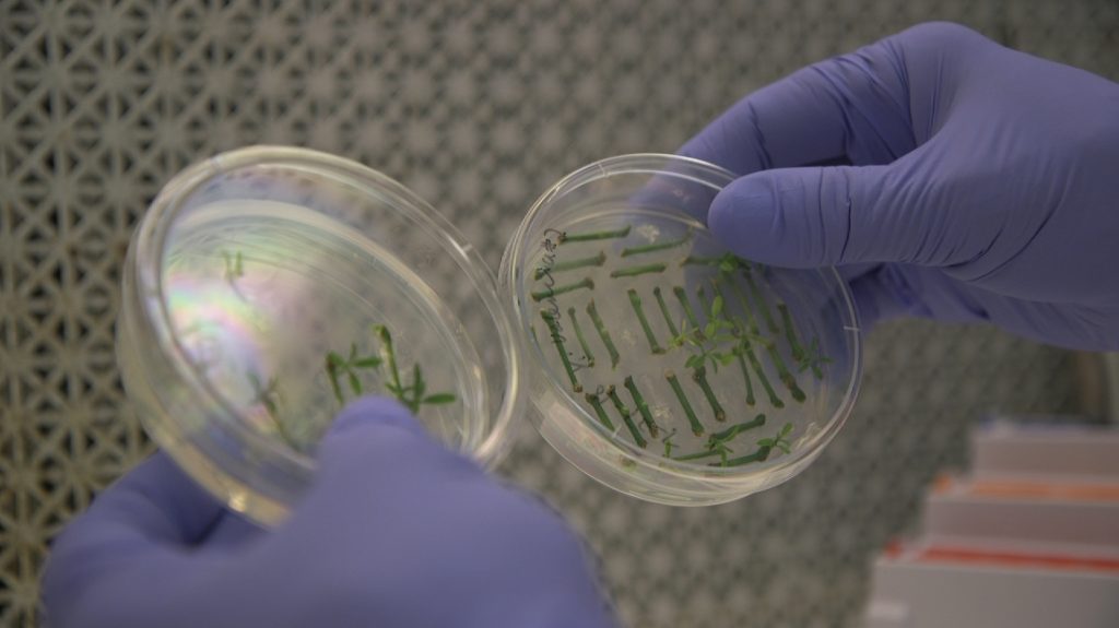 Science Says Gene Edited Food Fred Gmitter, a geneticist at the University of Florida Citrus Research and Education Center, holds citrus seedlings that are used for gene editing research at the University of Florida in Lake Alfred, Fla., on Sept. 27, 2018. Gene-editing tools, with names like CRISPR and TALEN, promise to alter foods precisely, and cheaply _ without necessarily adding foreign DNA. Instead, they act like molecular scissors to alter the letters of an organism's own genetic alphabet. (Federica Narancio/AP Photo)