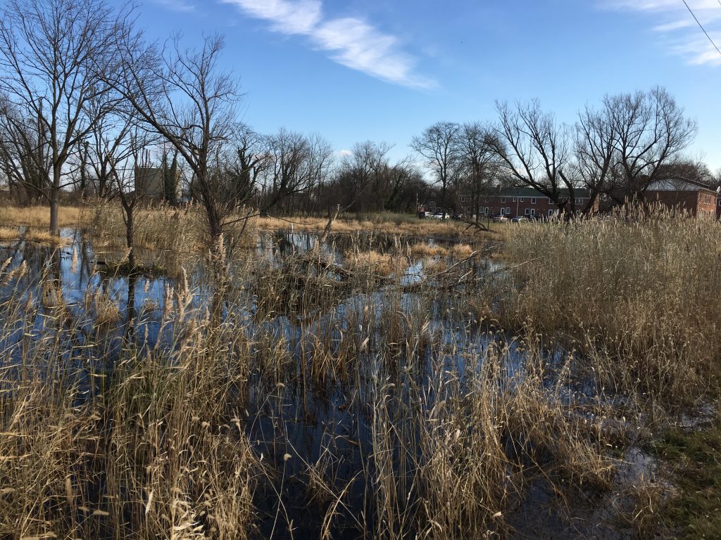 IMG_2244 Standing water sits just behind a row of homes in Wilmington's Southbridge section. The land will soon be turned into a wetland park to prevent flooding. (Mark Eichmann/WHYY)
