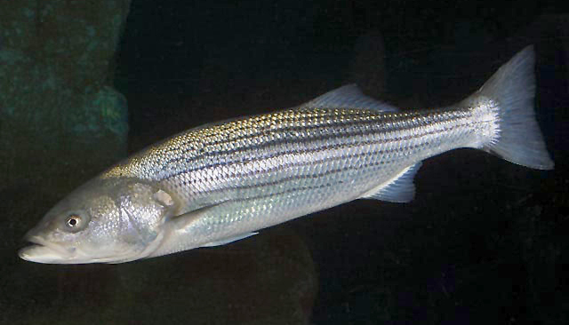 A striped bass. (Public domain image)