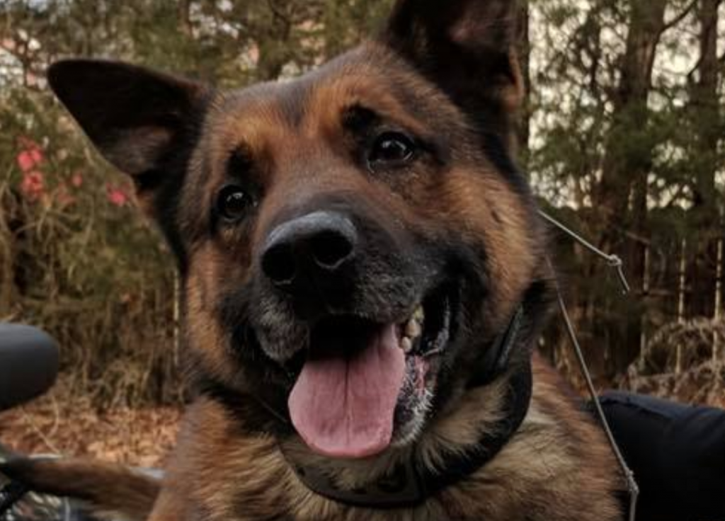 Screen Shot 2018-11-13 at 4.45.52 PM K-9 Officer Kane. (Photo courtesy of the Ocean County Sheriff's Department)