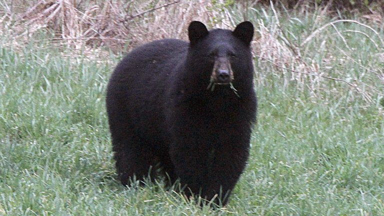 apblackbearx1200-768×432 File photo: In this April 22, 2012 photo, a black bear grazes in a field (Toby Talbot/AP Photo)